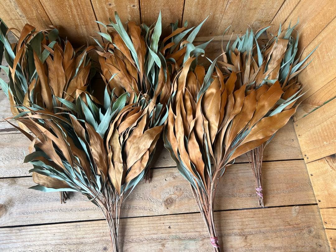 ✨人気花材❗️【204】50本 グレビリアゴールド　ドライ　スワッグ リース