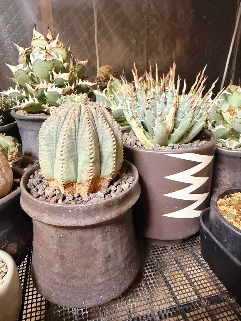 ユーフォルビアオベサ木質化多陵