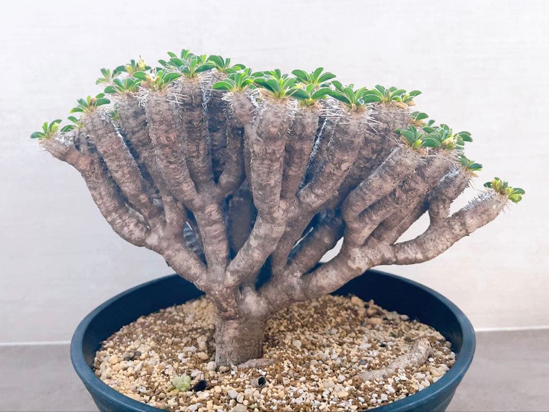 《期間限定販売❗️》『ユーフォルビア　ギラウミニアナ』現地球　発根済み極美大株