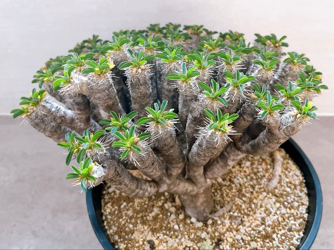 《期間限定販売❗️》『ユーフォルビア　ギラウミニアナ』現地球　発根済み極美大株