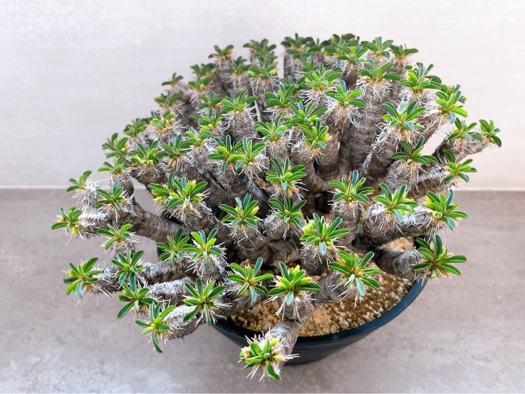 《期間限定販売❗️》『ユーフォルビア　ギラウミニアナ』現地球　発根済み極美大株