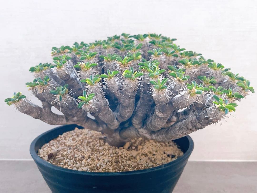 《期間限定販売❗️》『ユーフォルビア　ギラウミニアナ』現地球　発根済み極美大株