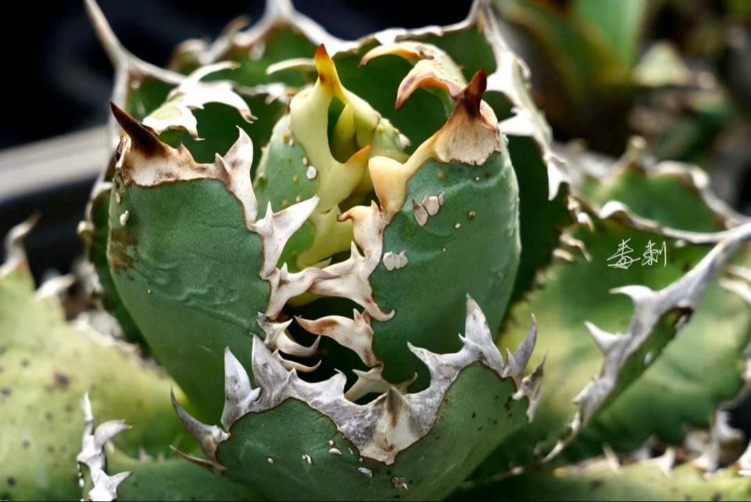 M*t様 アガベ　チタノタ　Mesmerizing Spines-E ブツブツ系