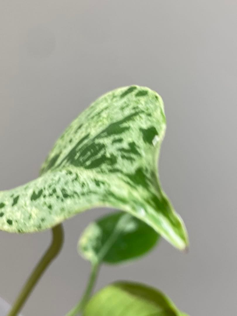 【セール‼️】モンステラ　デリシオーサ　バルバソー　フシギダネ/ ベトシオーサ