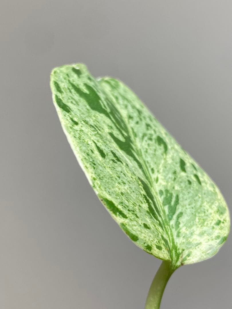 【セール‼️】モンステラ　デリシオーサ　バルバソー　フシギダネ/ ベトシオーサ