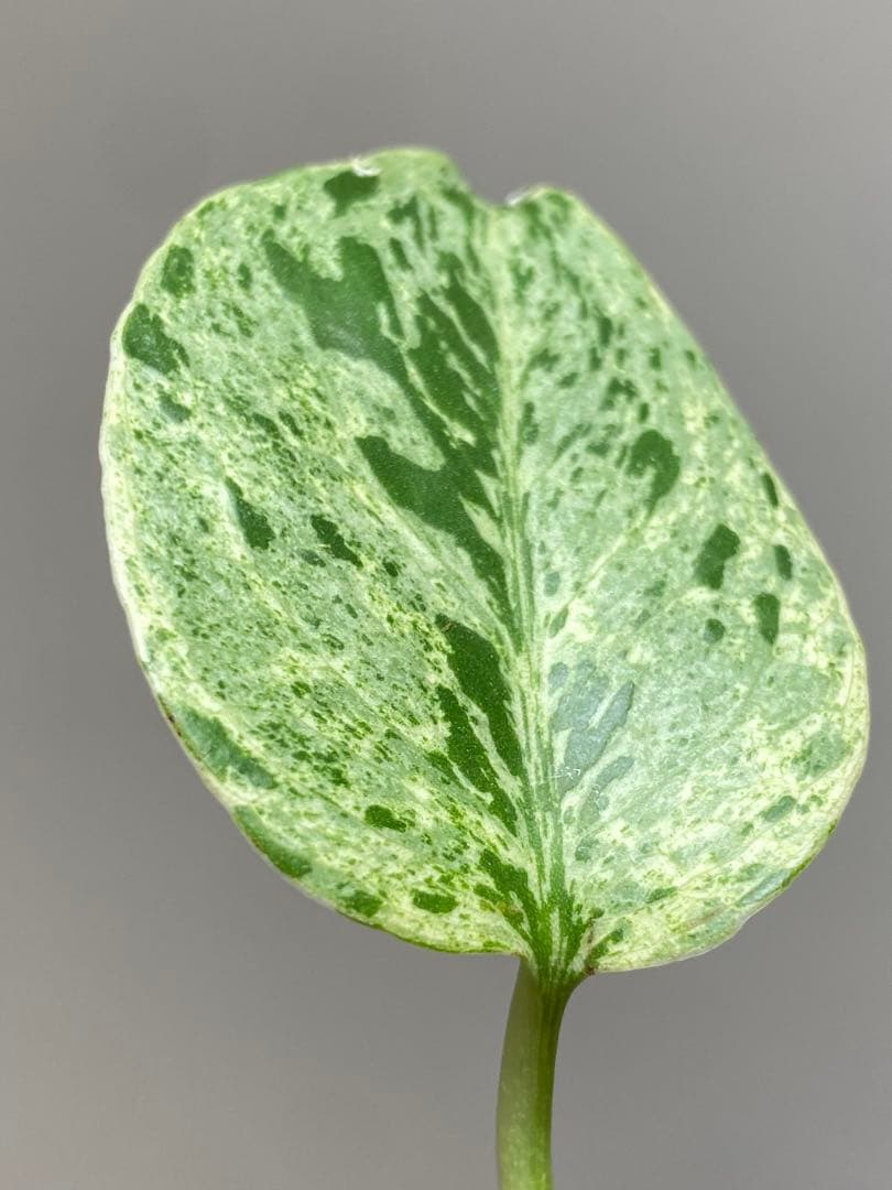 【セール‼️】モンステラ　デリシオーサ　バルバソー　フシギダネ/ ベトシオーサ