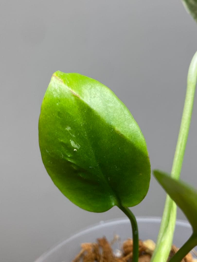 【セール‼️】モンステラ　デリシオーサ　バルバソー　フシギダネ/ ベトシオーサ