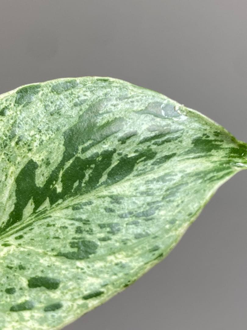 【セール‼️】モンステラ　デリシオーサ　バルバソー　フシギダネ/ ベトシオーサ