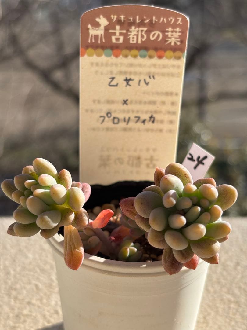 ２４　多肉　古都の葉　乙女心×プロリフィカ
