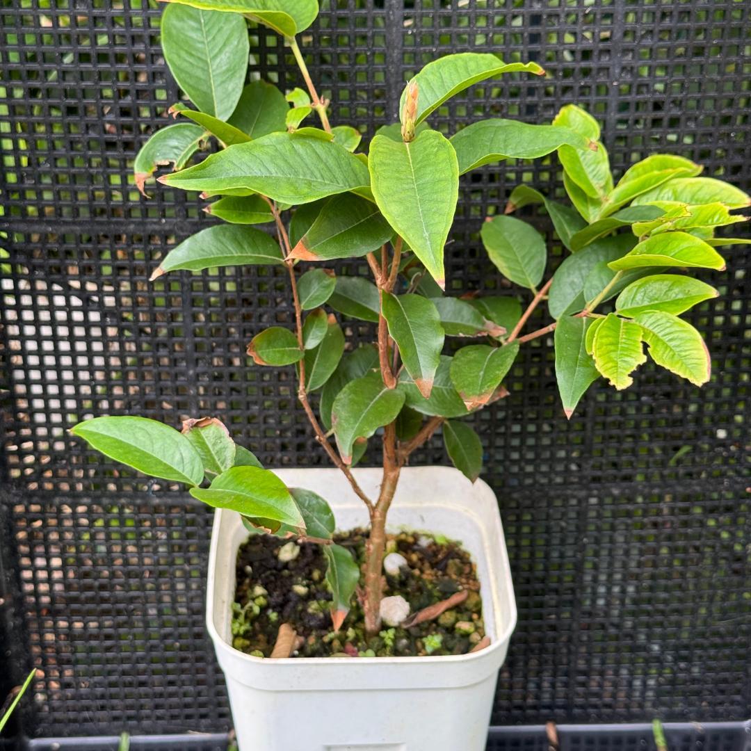 【レア品種】ジャボチカバ　艾斯卡(ESCARLATE)　実生苗6