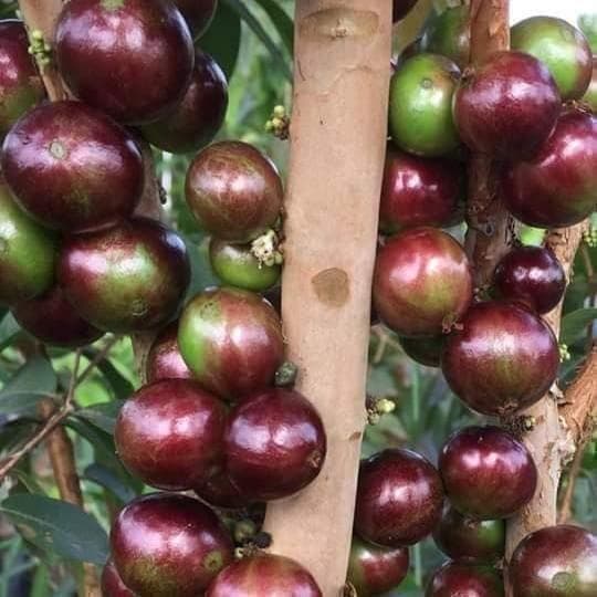 【レア品種】ジャボチカバ　艾斯卡(ESCARLATE)　実生苗6