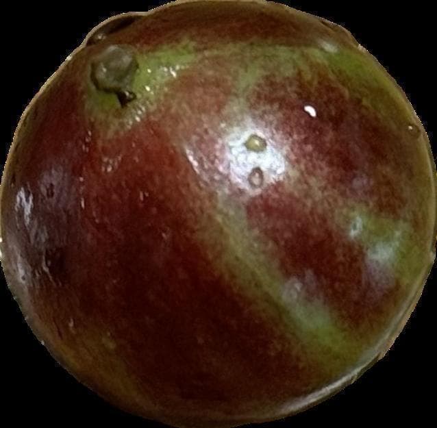 【レア品種】ジャボチカバ　艾斯卡(ESCARLATE)　実生苗6