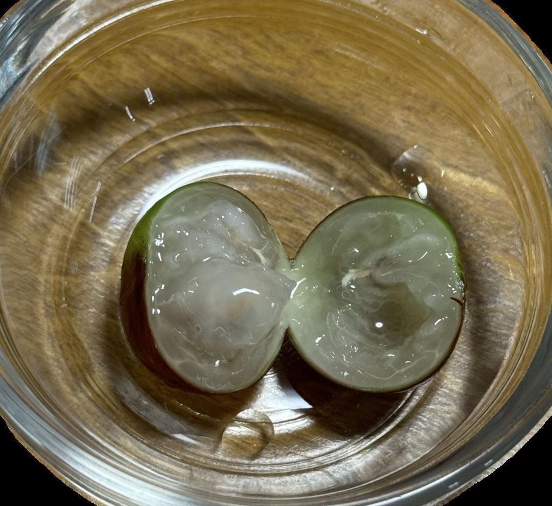 【レア品種】ジャボチカバ　艾斯卡(ESCARLATE)　実生苗6