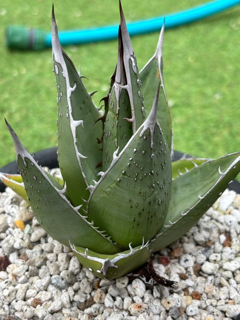 アガベ パープソラム　スーパースタッズタイプ　ぶつぶつ