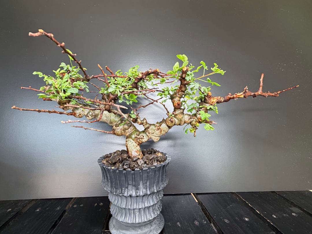 コミフォラ・エイル（Commiphora sp. “Eyl”）コレクション株