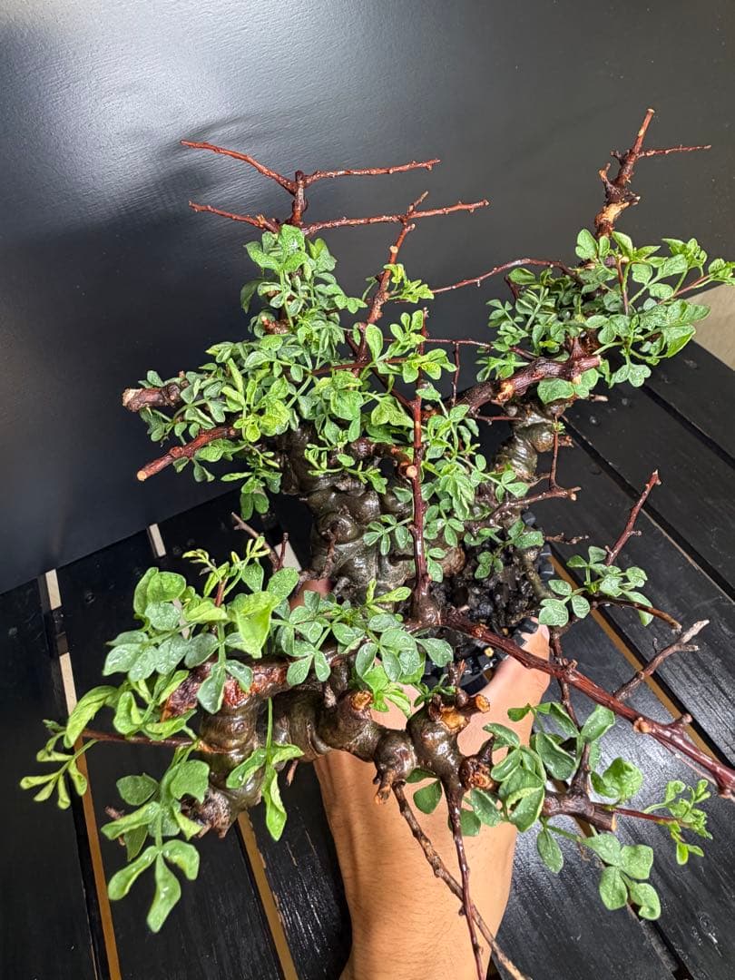 コミフォラ・エイル（Commiphora sp. “Eyl”）コレクション株