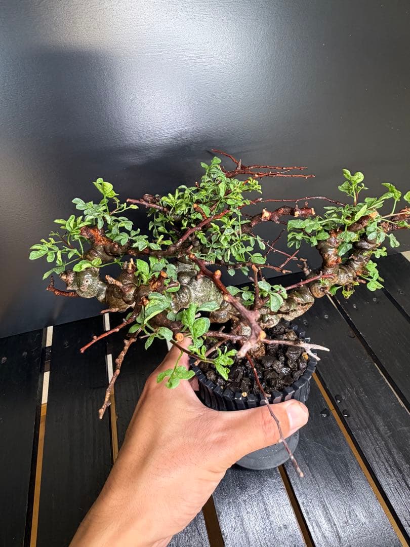 コミフォラ・エイル（Commiphora sp. “Eyl”）コレクション株