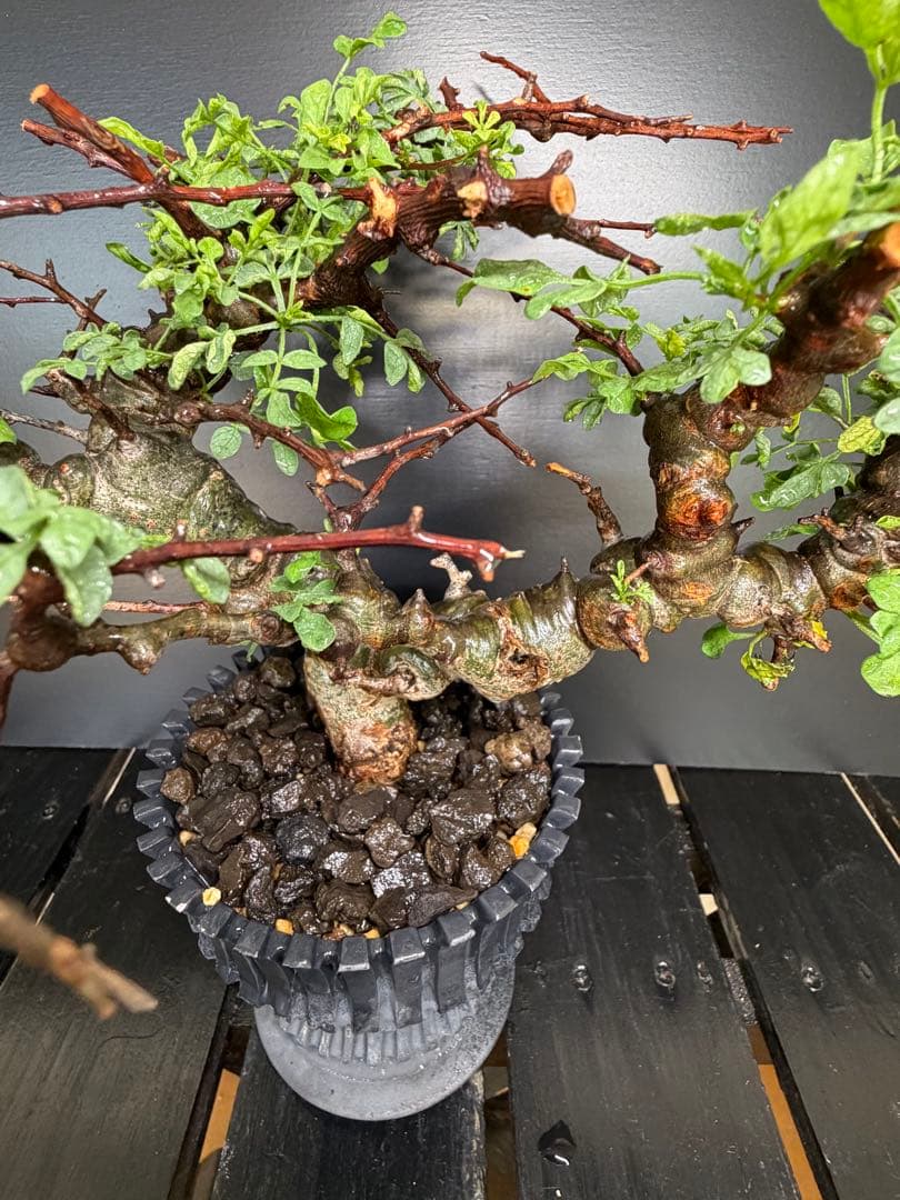 コミフォラ・エイル（Commiphora sp. “Eyl”）コレクション株