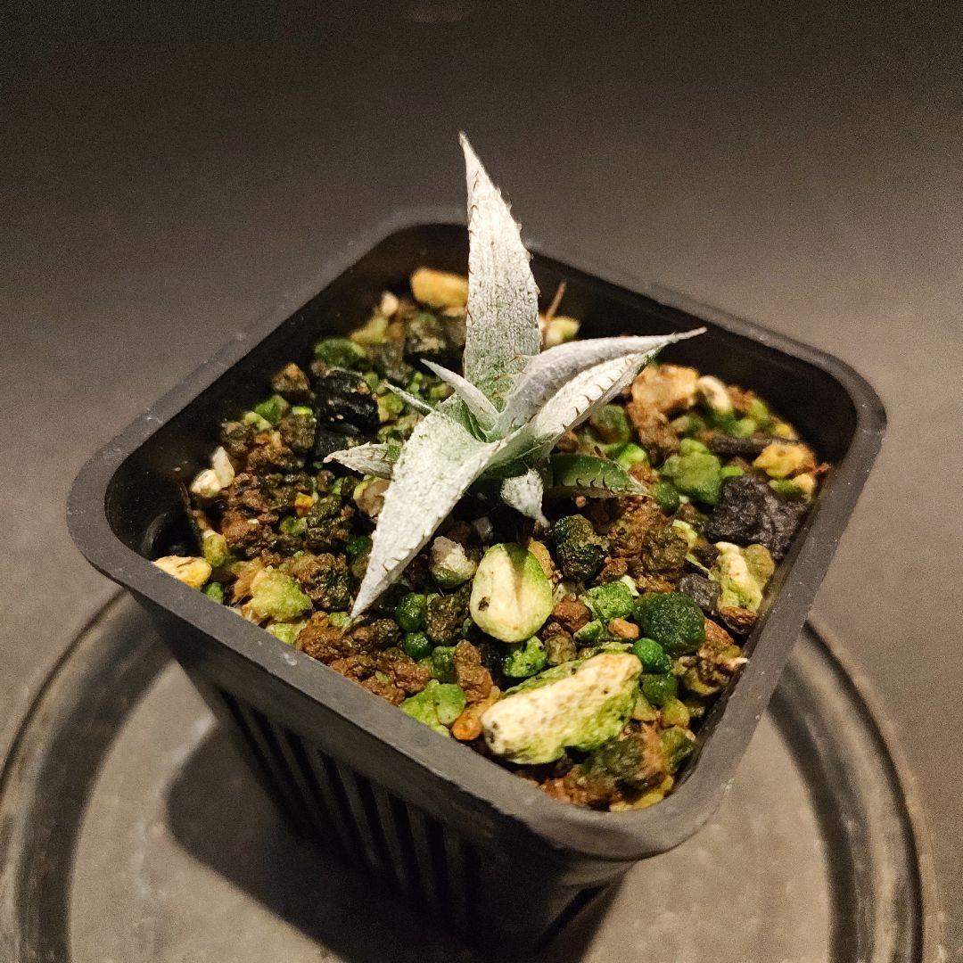 Dyckia buraunii 実生 3 ディッキア ブラウニー