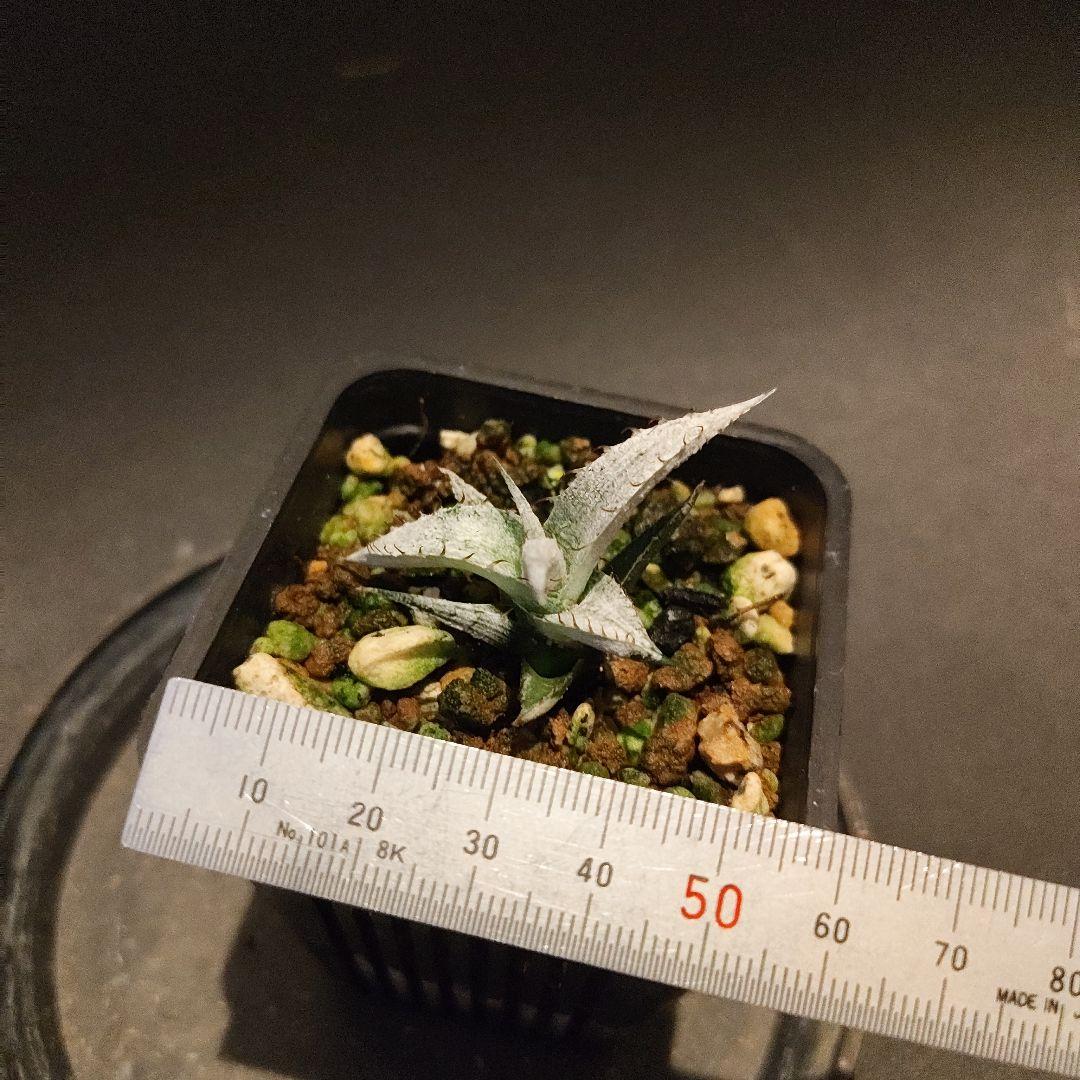 Dyckia buraunii 実生 3 ディッキア ブラウニー