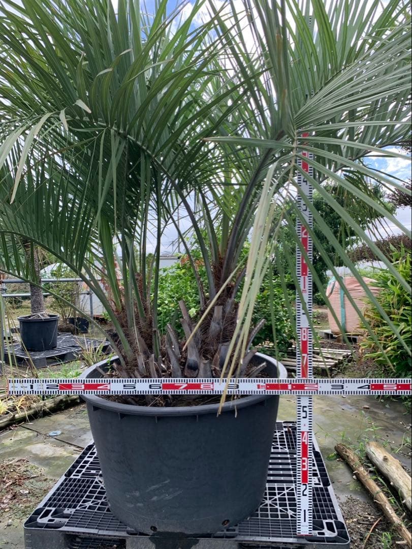 ココスヤシ　3本立ち　引取限定