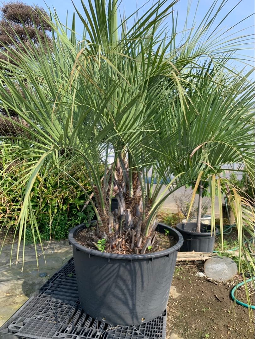 ココスヤシ　3本立ち　引取限定