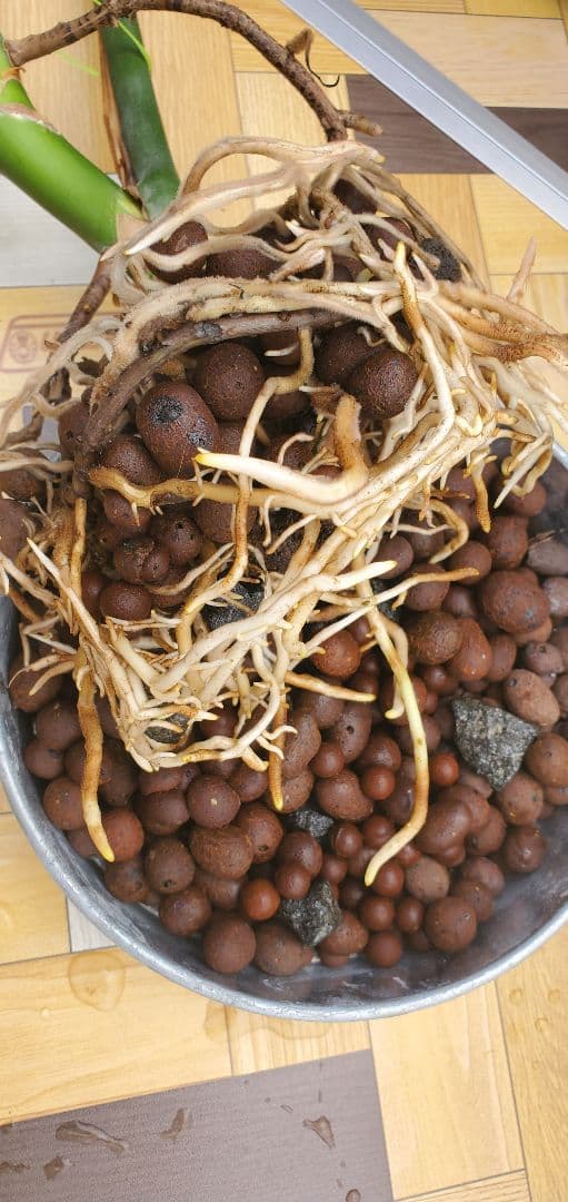 ぐんぐん玉5限定セットのみ1㎏業務用増量タイプ通常15,000円→10,000円