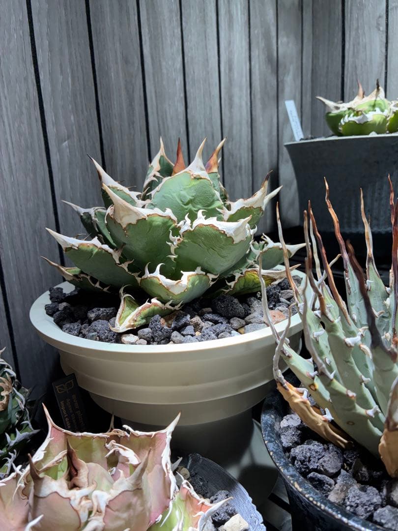 f m産専用ページ