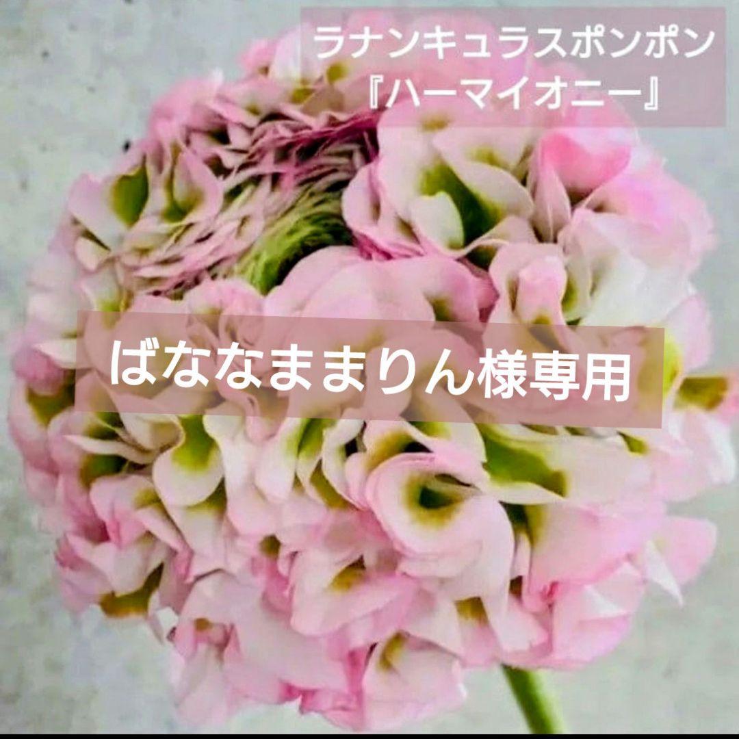 ばななままりん【ラナンキュラスポンポン】ハーマイオニー【１苗】♪