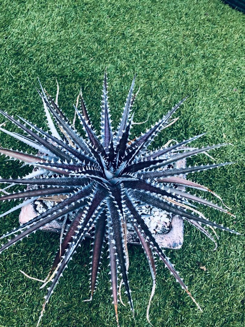 その他観葉植物 Dyckia tracking