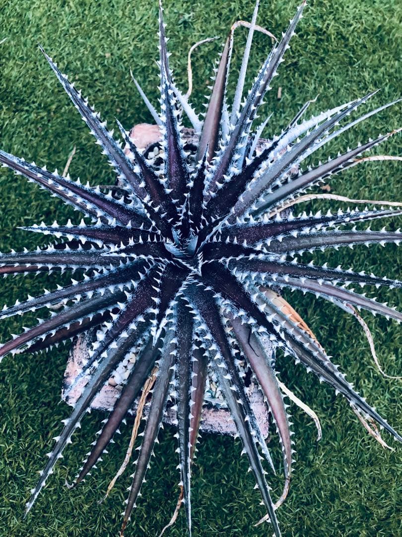 その他観葉植物 Dyckia tracking