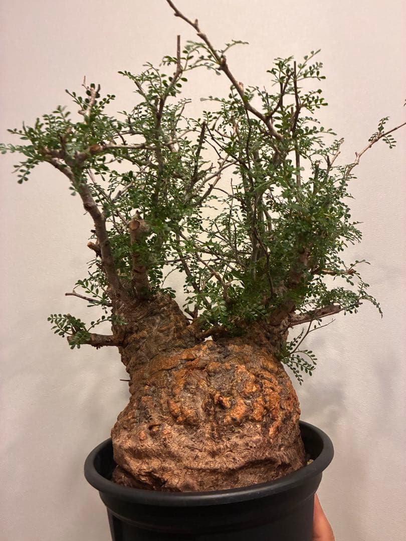 オペルクリカリア　パキプス　発根済株