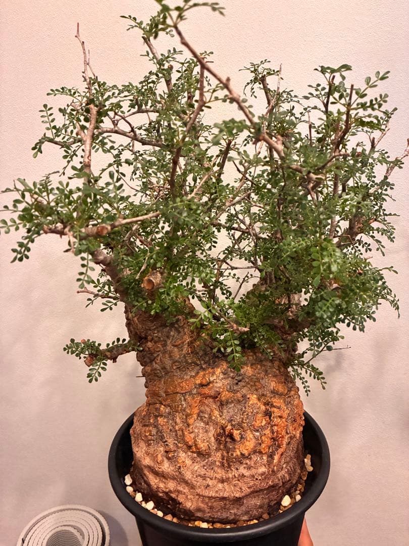 オペルクリカリア　パキプス　発根済株