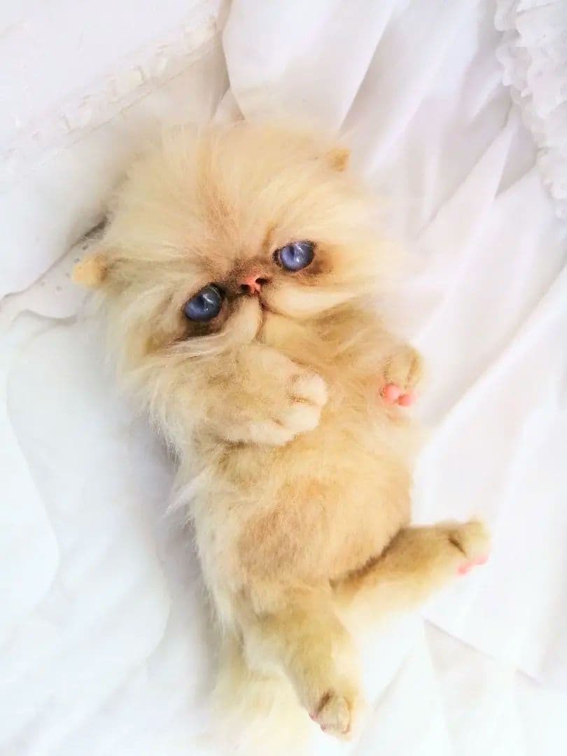 子猫ちゃん♡エキゾチックベビー♡お腹ぽっこり♡アートドール♡ぬいぐるみ♡