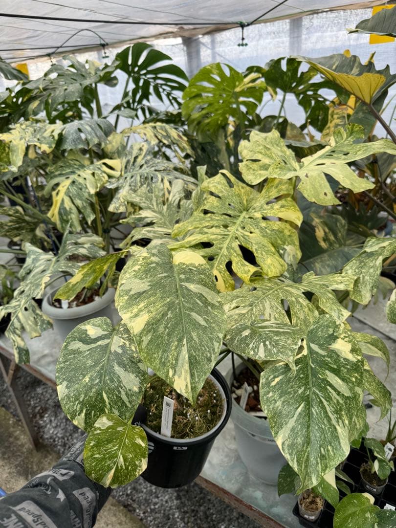 L3モンステラ　レガシー　送料込み