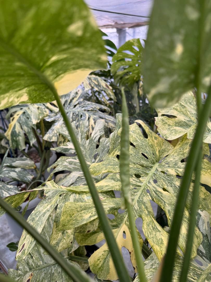 L3モンステラ　レガシー　送料込み