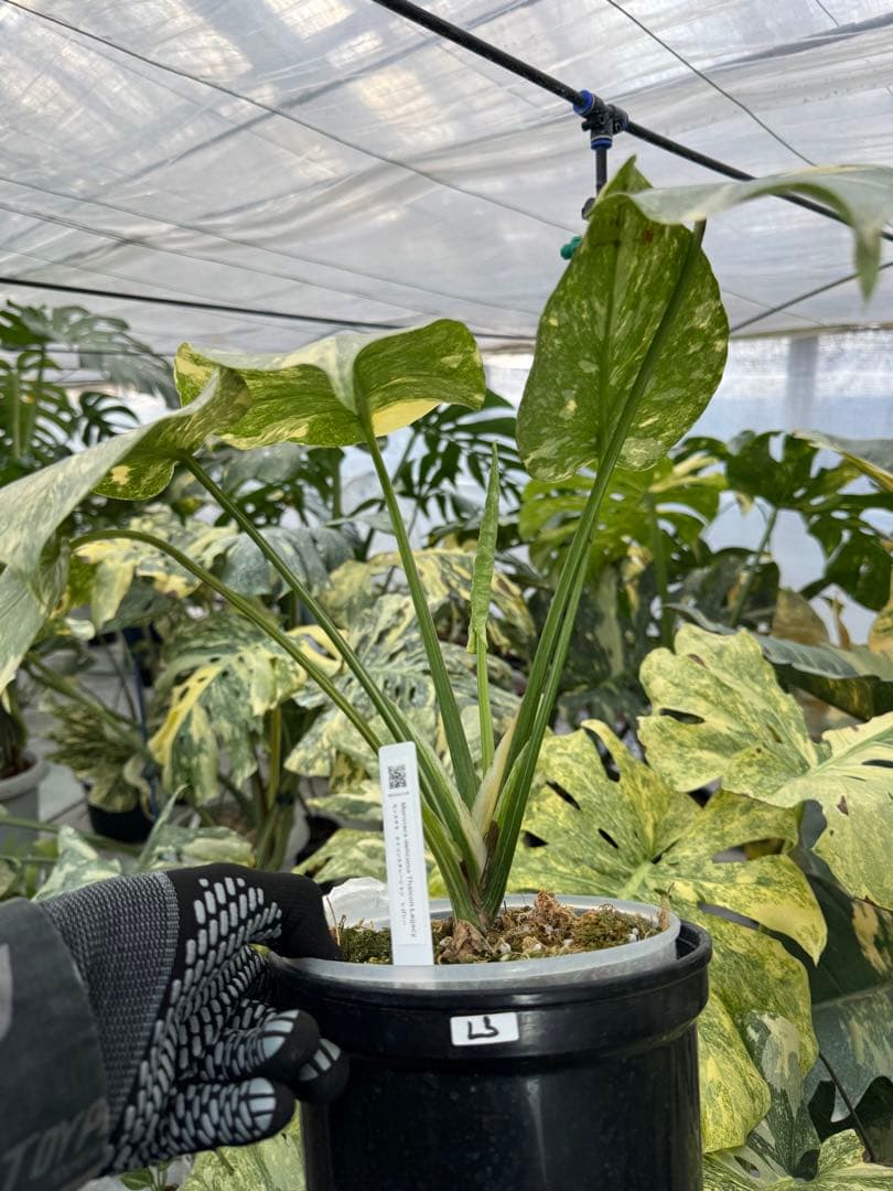 L3モンステラ　レガシー　送料込み