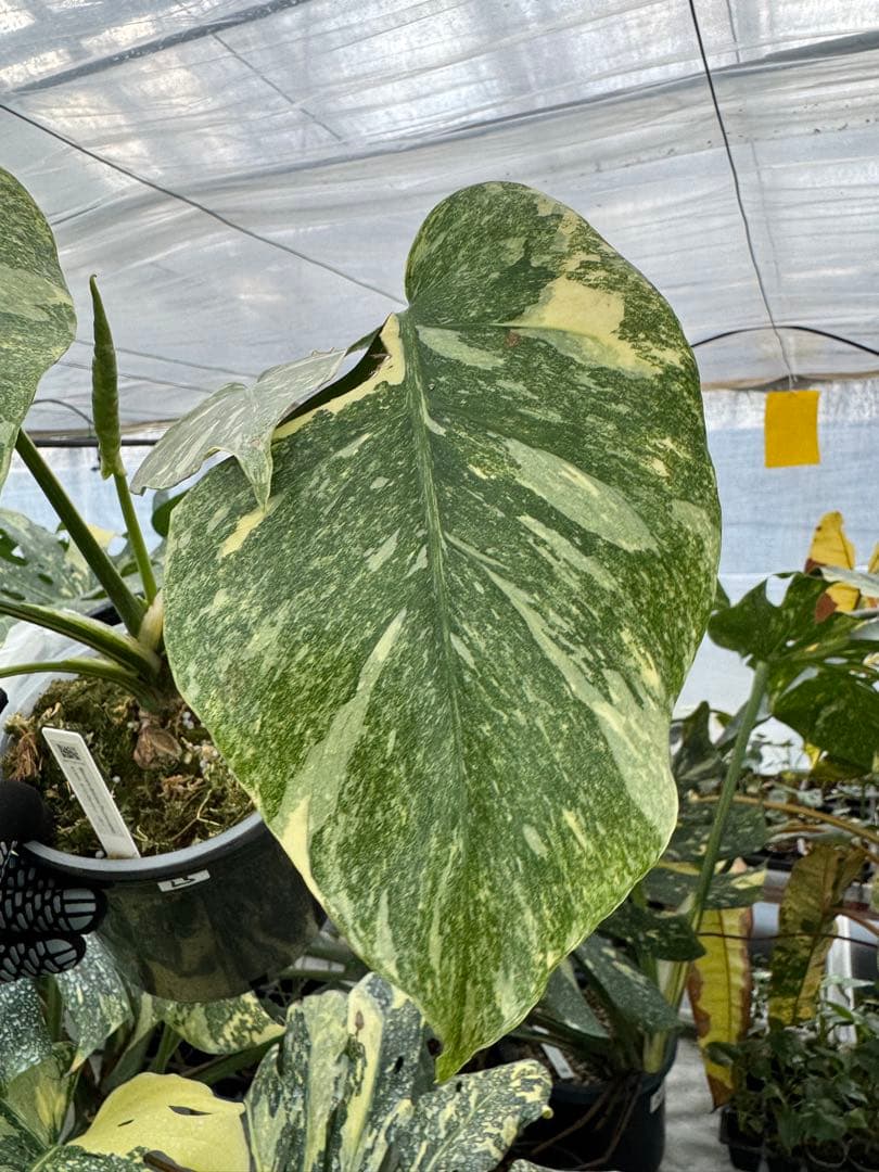 L3モンステラ　レガシー　送料込み