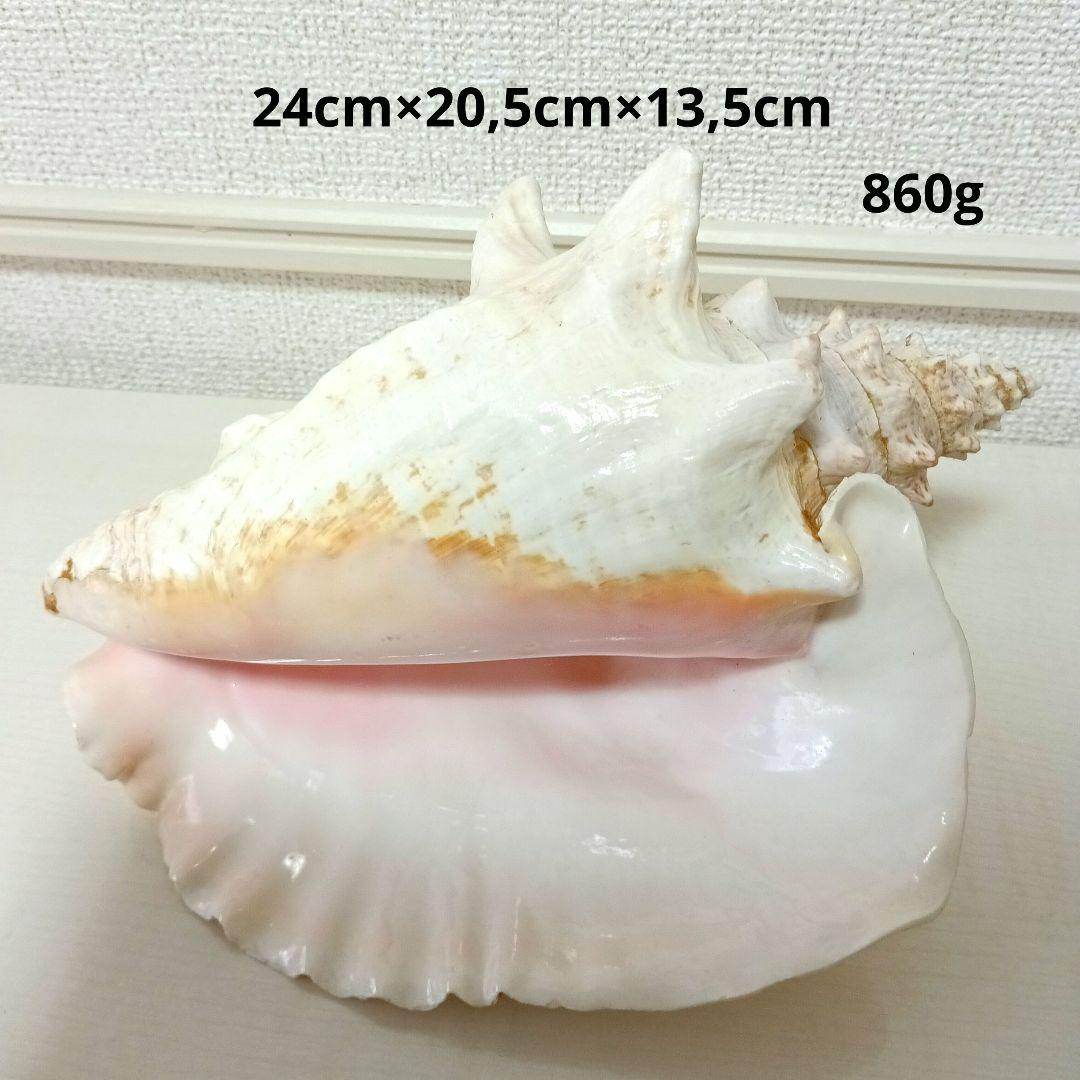 ピンク貝 コンク貝 貝殻 置物 オブジェ インテリア置物 希少 標本 007