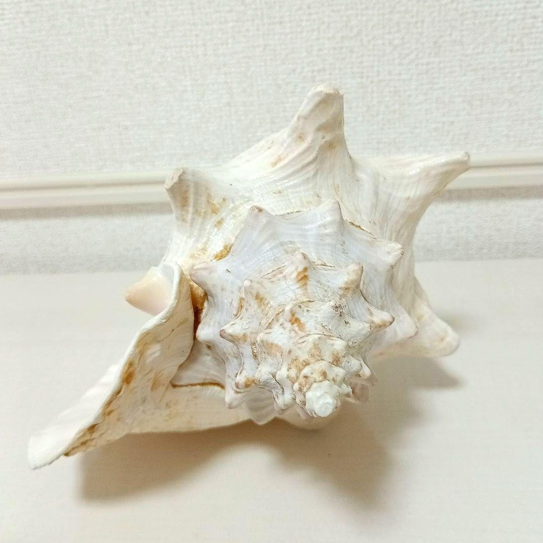 ピンク貝 コンク貝 貝殻 置物 オブジェ インテリア置物 希少 標本 007