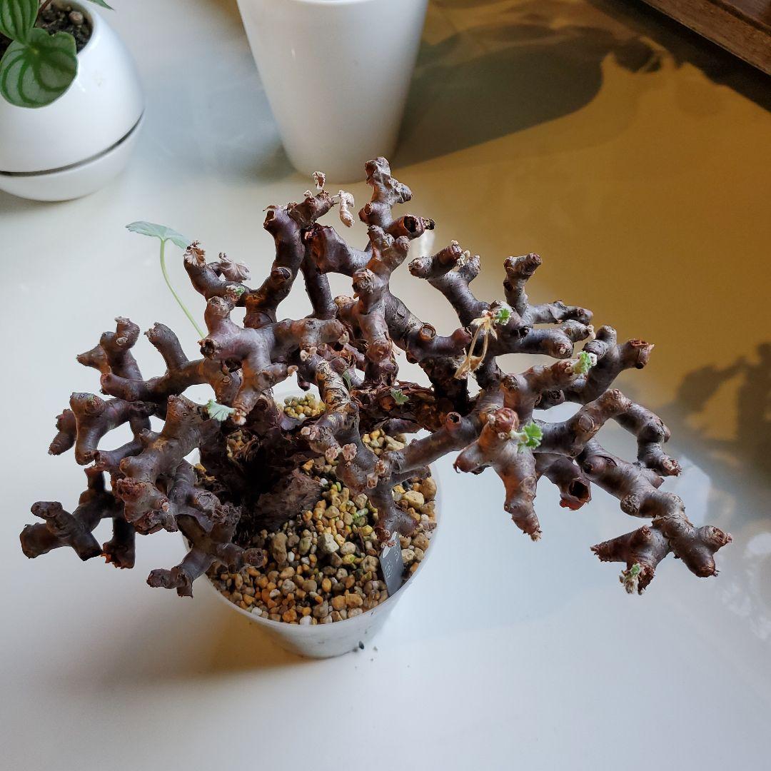 ペラルゴニウム※ミラビレ