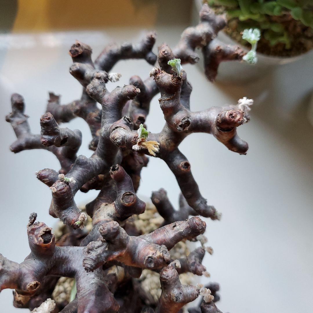 ペラルゴニウム※ミラビレ