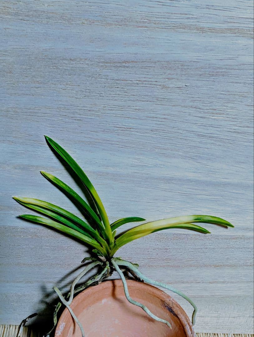 富貴蘭　五十鈴川