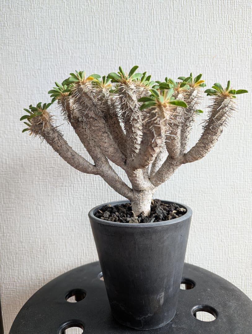 ユーフォルビア　ギラウミニアナ