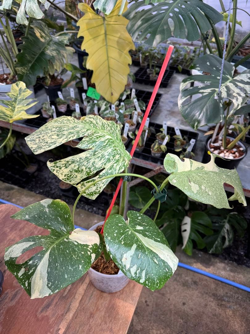 あ*け様 1モンステラ　タイコンステレーション　スターライト