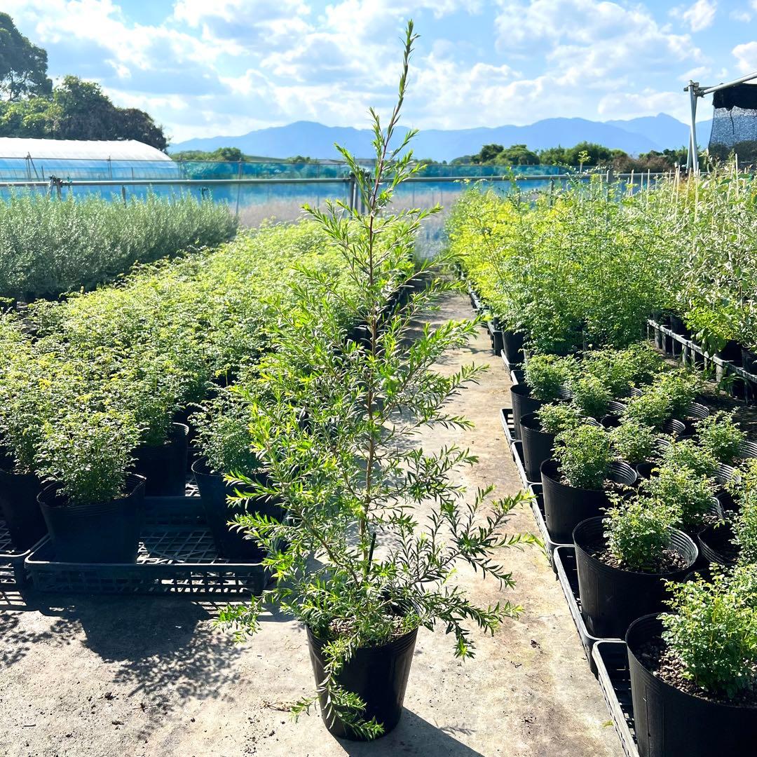 【ホ】ウエストリンギア1本、ブラックティーツリー140㎝前後1本　合計2本