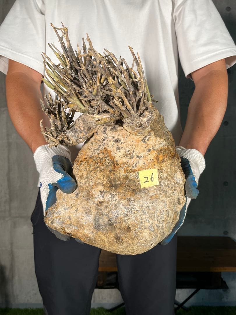 a*4様 26 激レア 超大株 アデニア ペチュエリー 現地球 鮮度抜群