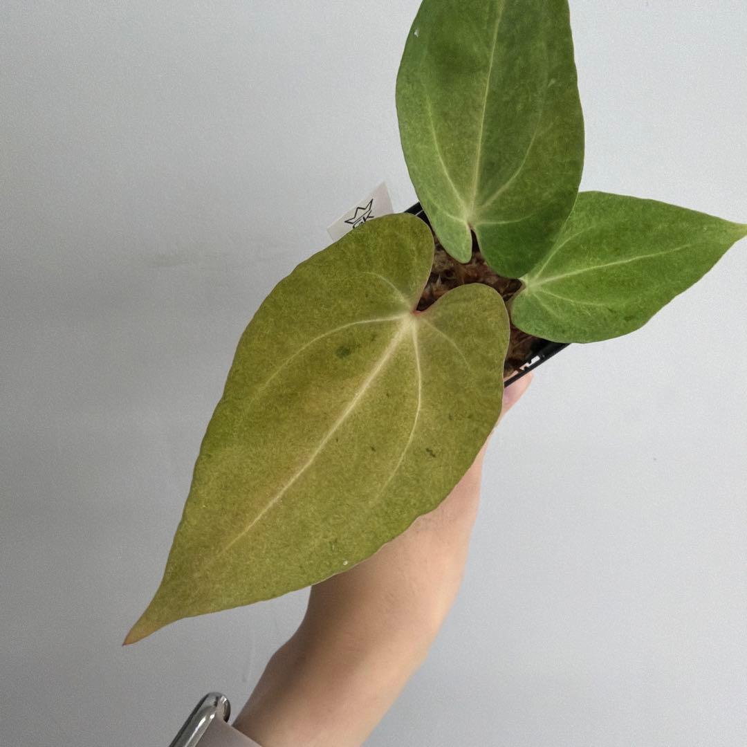 Anthurium ‘Mint King’ アンスリウムミントキング 2