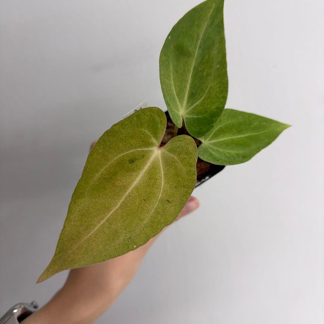 Anthurium ‘Mint King’ アンスリウムミントキング 2