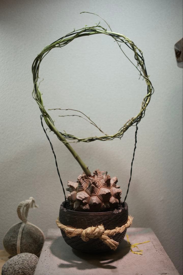 長谷川亀甲竜 塊根植物 コレクション